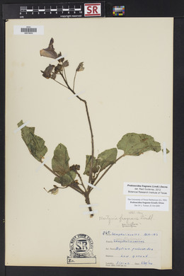 Proboscidea louisiana var. fragrans image