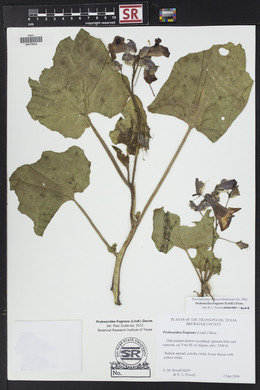 Proboscidea louisiana var. fragrans image