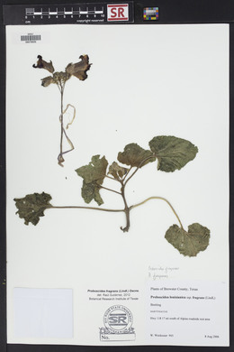 Proboscidea louisiana var. fragrans image