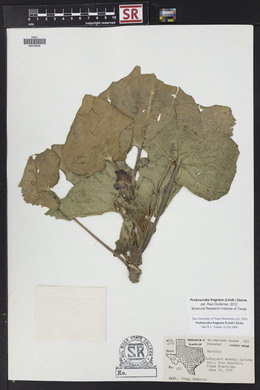 Proboscidea louisiana var. fragrans image