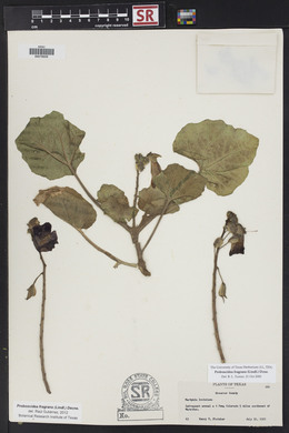 Proboscidea louisiana var. fragrans image