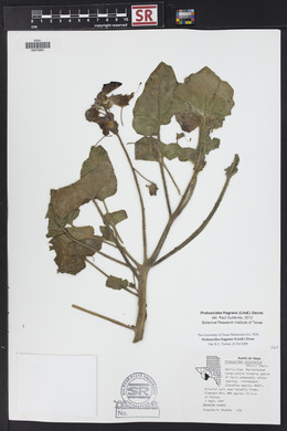 Proboscidea louisiana var. fragrans image