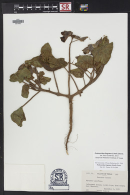 Proboscidea louisiana var. fragrans image