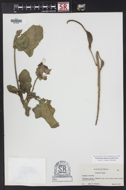 Proboscidea louisiana var. fragrans image