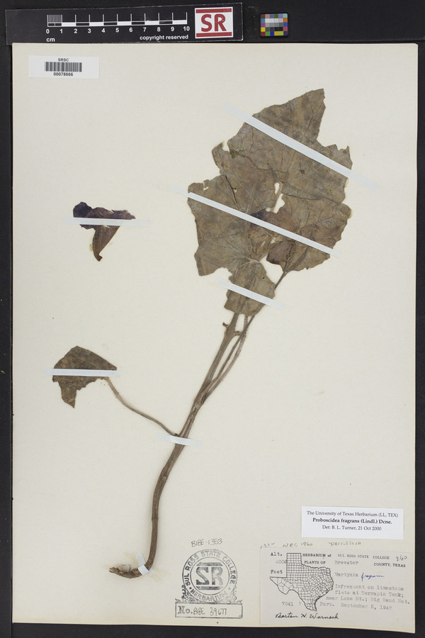 Proboscidea louisiana var. fragrans image