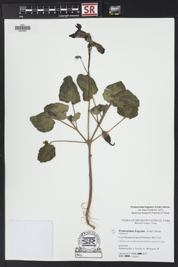 Proboscidea louisiana var. fragrans image