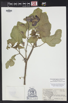 Proboscidea louisiana var. fragrans image