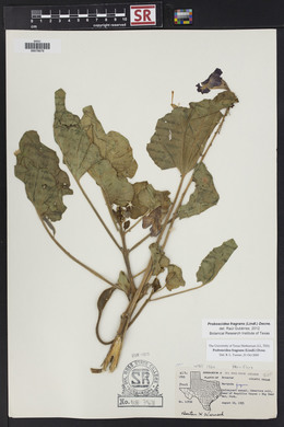 Proboscidea louisiana var. fragrans image