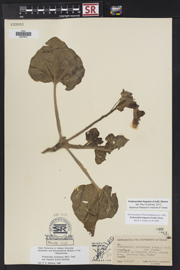 Proboscidea louisiana var. fragrans image