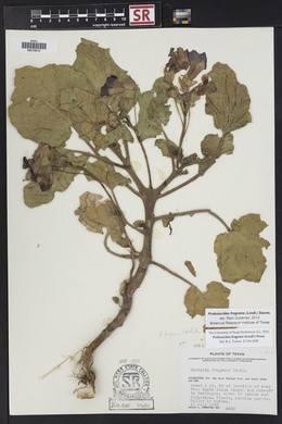 Proboscidea louisiana var. fragrans image