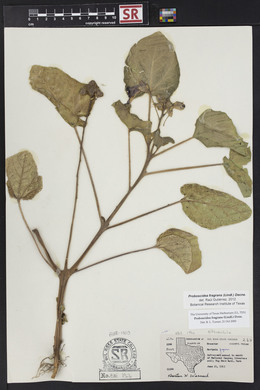 Proboscidea louisiana var. fragrans image