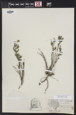 Ruellia parryi image