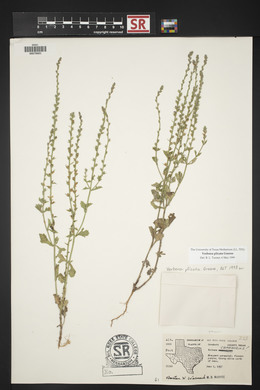 Verbena plicata image