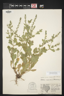 Verbena plicata image