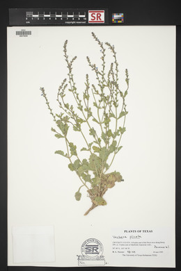 Verbena plicata image