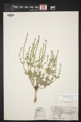 Verbena plicata image