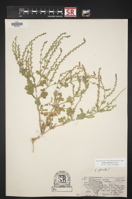 Verbena plicata image