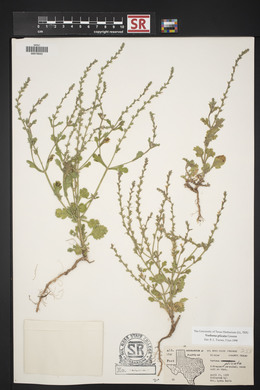 Verbena plicata image