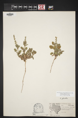 Verbena plicata image