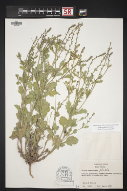 Verbena plicata image