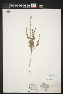 Verbena plicata image