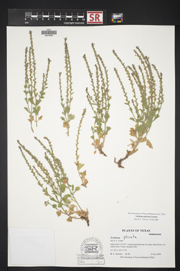 Verbena plicata image