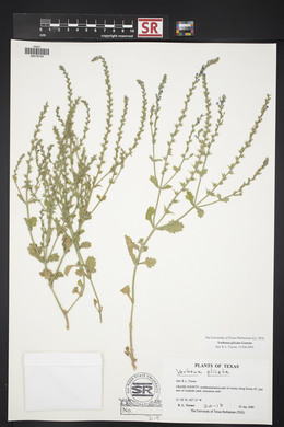 Verbena plicata image