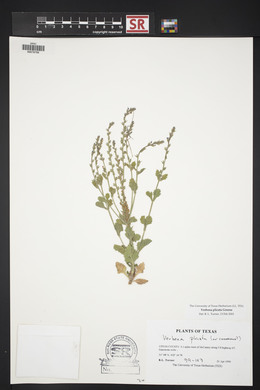 Verbena plicata image