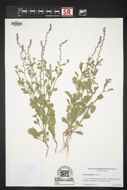 Verbena plicata image