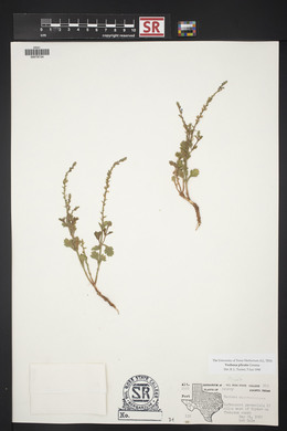 Verbena plicata image