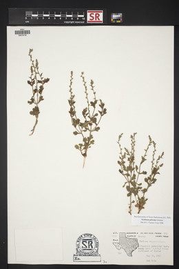 Verbena plicata image