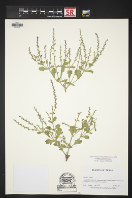 Verbena plicata image