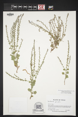 Verbena plicata image