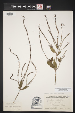 Verbena scabra image