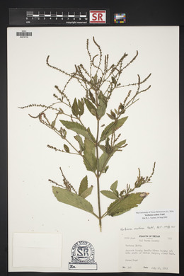 Verbena scabra image