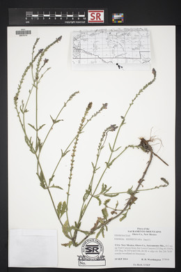 Verbena neomexicana image