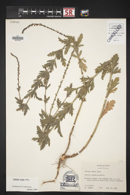 Verbena xutha image