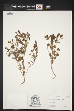 Verbena bracteata image