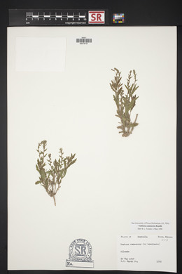 Verbena canescens image