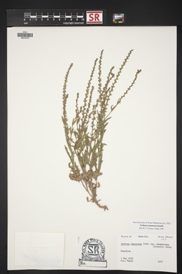 Verbena canescens image