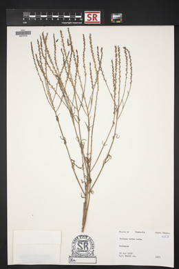 Verbena xutha image