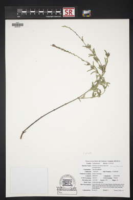 Verbena neomexicana image