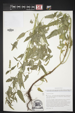 Agastache micrantha image