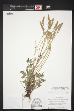 Agastache micrantha image