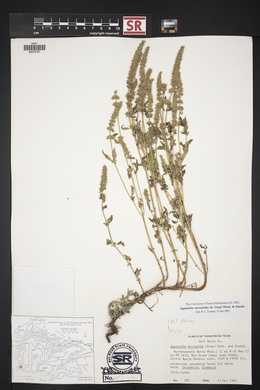 Agastache micrantha image