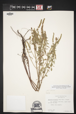 Agastache micrantha image