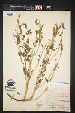 Agastache micrantha image