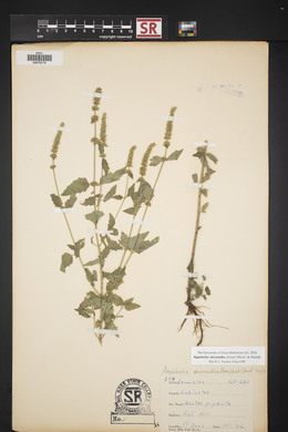 Agastache micrantha image