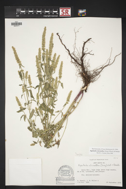 Agastache micrantha image