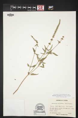 Agastache micrantha image